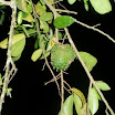 Tropical fruits at SuncampDR (19).jpg