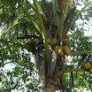 Tropical fruits at SuncampDR (18).jpg