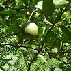 Tropical fruits at SuncampDR (15).jpg
