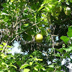 Tropical fruits at SuncampDR (16).jpg