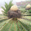Tropical fruits at SuncampDR (6).JPG