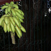 Tropical fruits at SuncampDR (8).JPG
