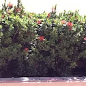 Red flowers 