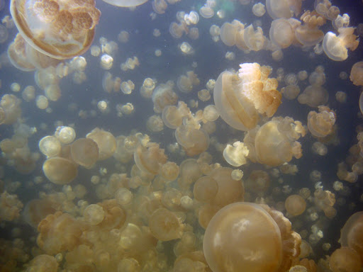 jellyfish lake mastigias papua