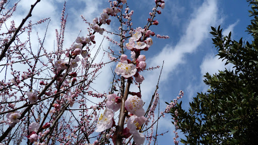 foto primavera fiori albero albicocco