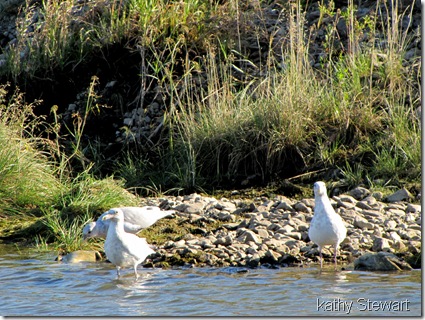 more glaucous wings