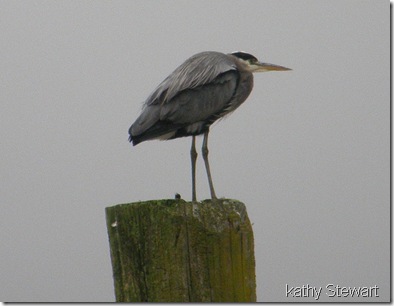 Heron up close