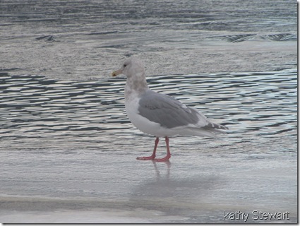 Glaucous Wing Gull on ice