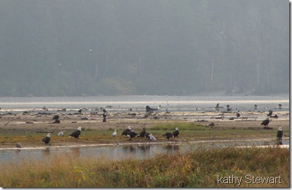 Eagles on the shoreline