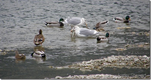 Ducks and gulls