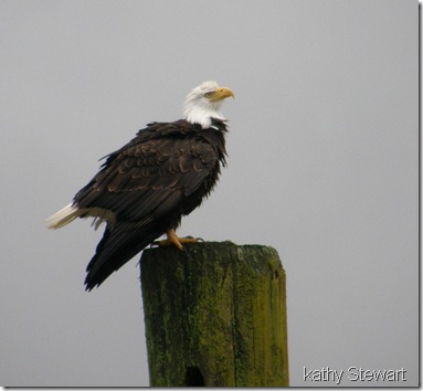 another Eagle picture