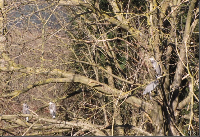 Heron's in a tree