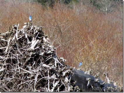 Mountain Bluebirds