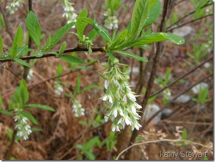 Indian Plum