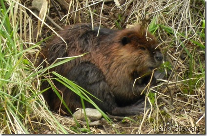 Beaver on the bank
