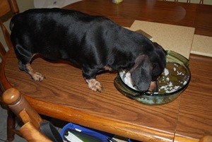 [athena eating[2].jpg]