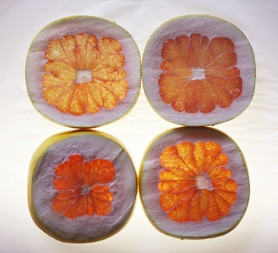 pomelo04