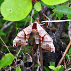 Twin-Spotted Sphinx Moth