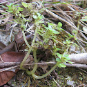 Nettle