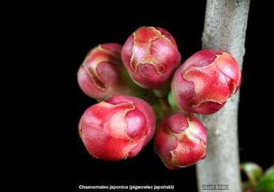 Chaenomeles japonica buds flower - Pigwowiec japoński pąki kwiatowe