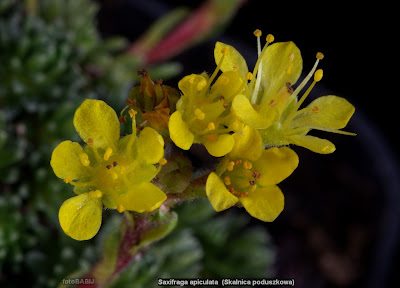Saxifraga apiculata flower - Skalnica poduszkowa kwiaty