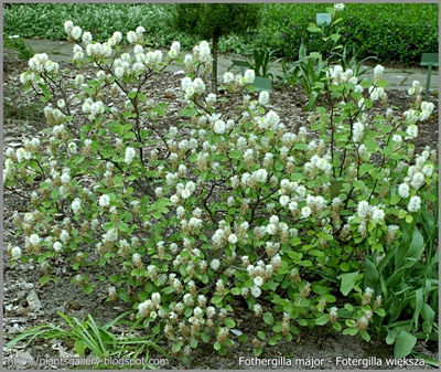 Fothergilla major - Fotergilla większa