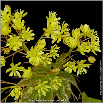 Acer platanoides flowers - Klon pospolity kwiaty