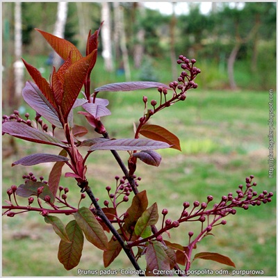 Prunus padus 'Colorata' - Czeremcha pospolita 'Colorata'