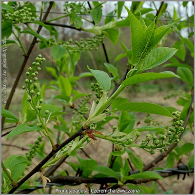 Prunus padus - Czeremcha zwyczajna