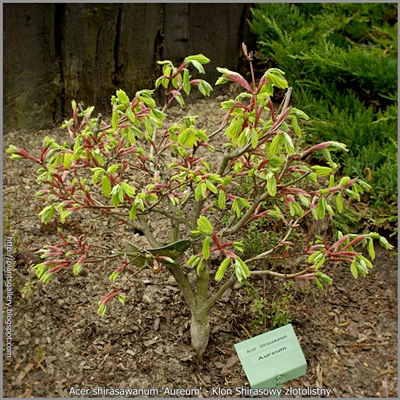 Acer shirasawanum 'Aureum' - Klon Shirasawy złotolistny