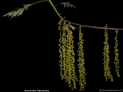Quercus rubra male flowers - Dąb czerwony kwiaty męskie