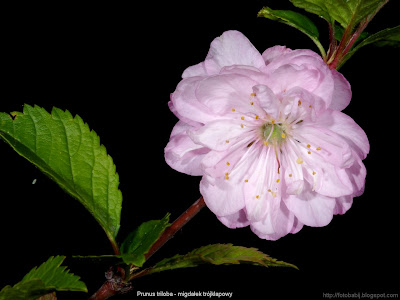 Prunus triloba flower - Migdałek trójklapowy kwiaty