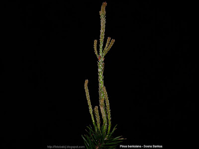 Pinus banksiana - Sosna Banksa