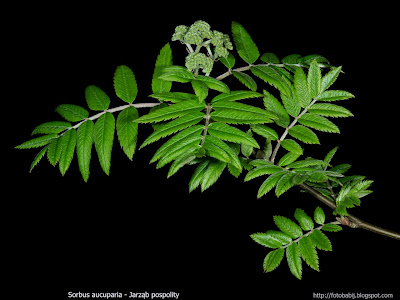 Sorbus aucuparia - Jarząb pospolity