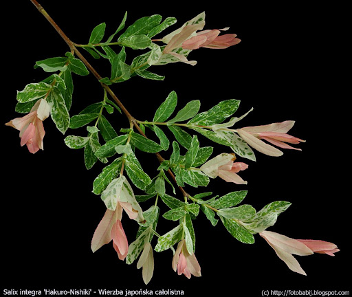 left as shrubs which will
