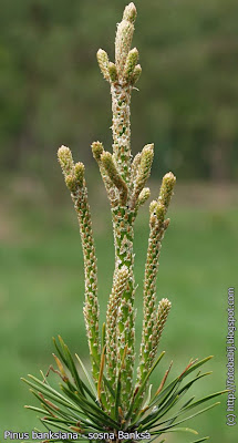 Pinus banksiana - Sosna Banksa