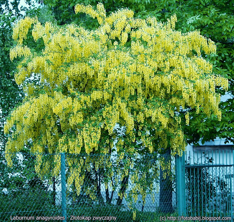 Laburnum anagyroides habit - Złotokap zwyczajny pokrój