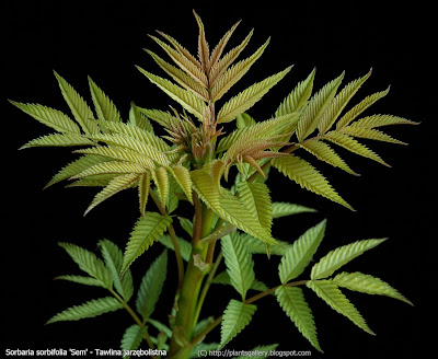 Sorbaria sorbifolia 'Sem' - Tawlina jarzębolistna 'Sem' pokrój wczesną wiosną