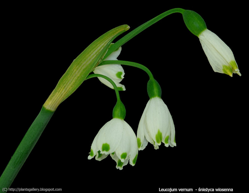 Leucojum vernum inflorescence - Śnieżyca wiosenna kwiatostan