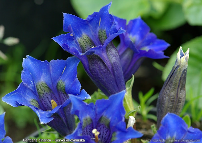 Gentiana dinarica flowers - Goryczka dynarska kwiaty 