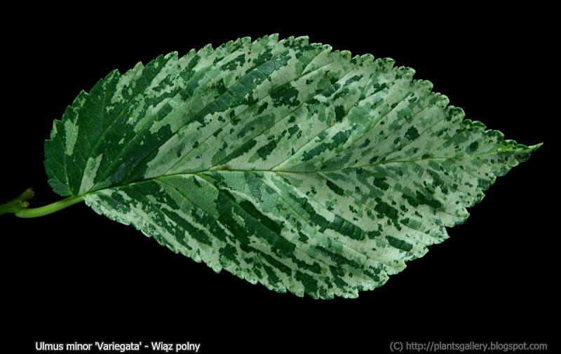 Ulmus minor 'Variegata' - Wiąz polny liść 