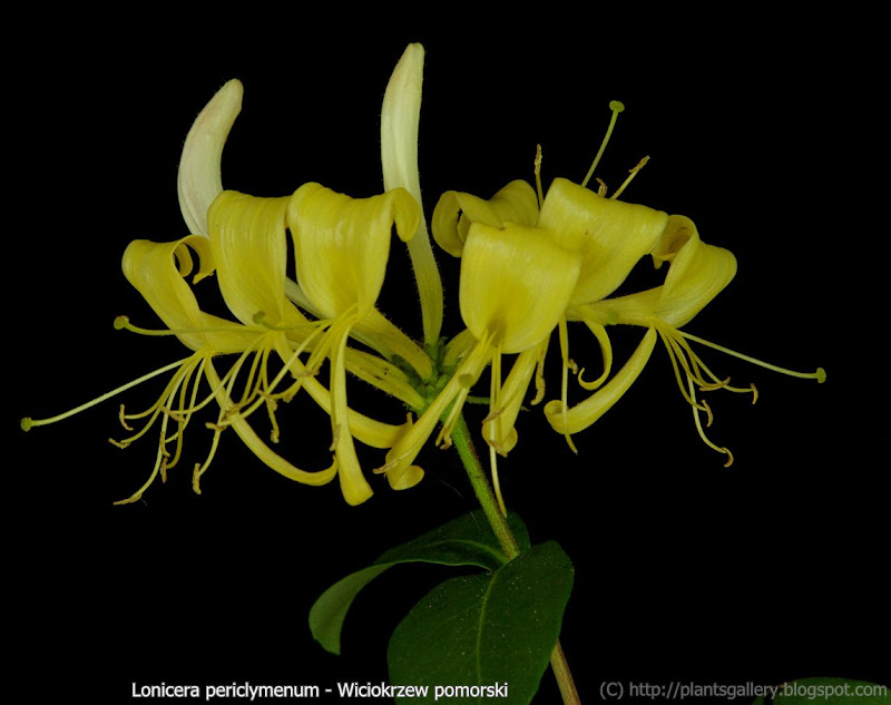 Lonicera periclymenum flowers - Wiciokrzew pomorski, suchodrzew pomorski kwiaty 