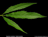 Eupatorium cannabinum leaf - Sadziec konopiasty liść