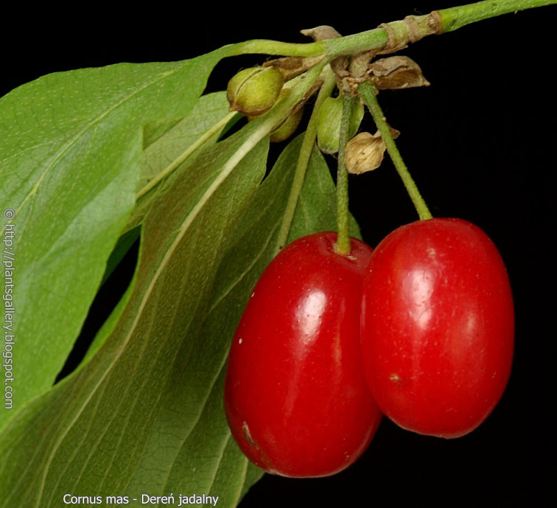 Cornus mas fruit - Dereń jadalny owoce