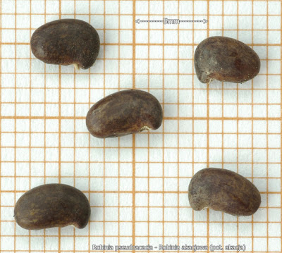 Robinia pseudoacacia seeds - Robinia akacjowa nasiona