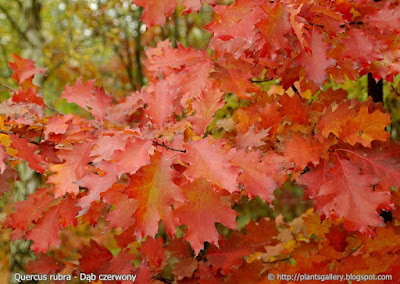 Quercus rubra leaf - Dąb czerwony liście jesienią