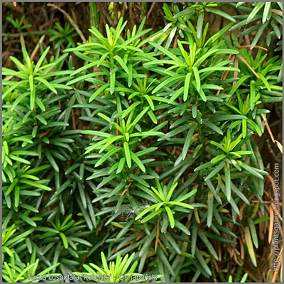 Taxus cuspidata 'Robusta' - Cis japoński 'Robusta'