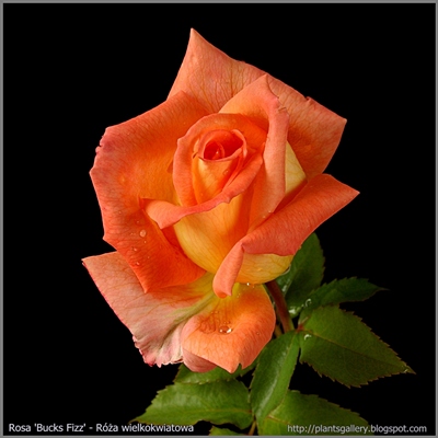 Rosa 'Bucks Fizz' - Róża wielkokwiatowa 'Bucks Fizz'