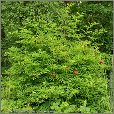 Sambucus racemosa  - Bez koralowy pokrój młodej rośliny