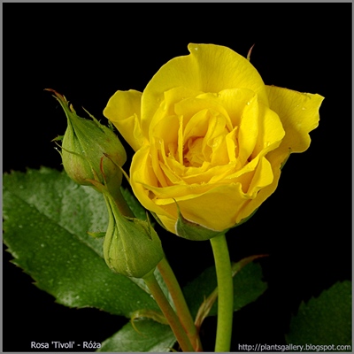 Rosa 'Tivoli' - Róża 'Tivoli'